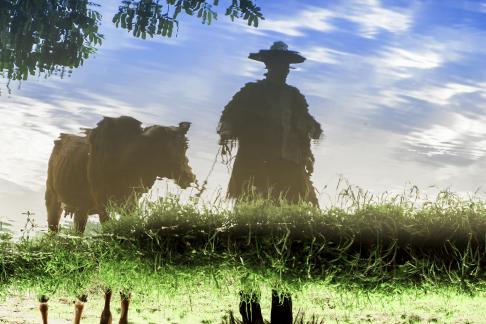 The Story of Old Farmers and Cattle