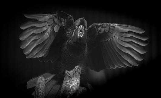 A Black Cockatoo