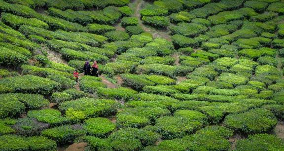Touring A Tea Plantation