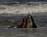 Frolicking Seals