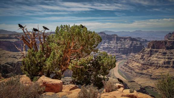 Creatures in the Grand Canyon