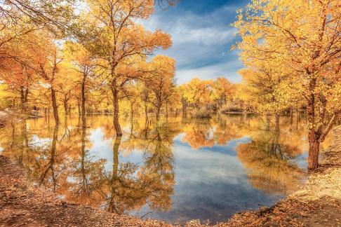 Reflection of golden poplar