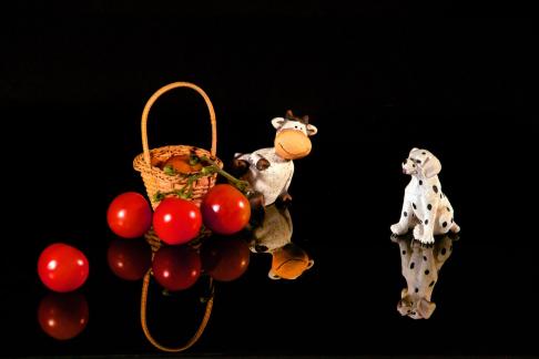 Dog, cattle and tomatoes
