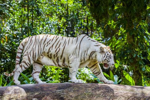 White tiger