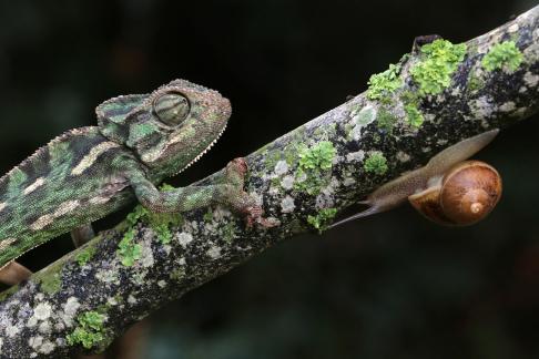 Chameleon and Snail