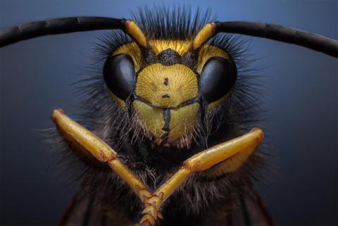 Wasp portrete