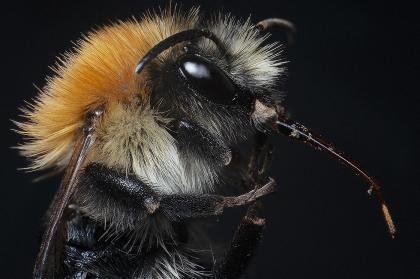 Bumblebee profil