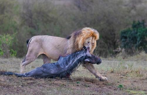 King s Dinner