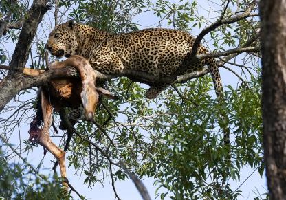 Leopard s Meal