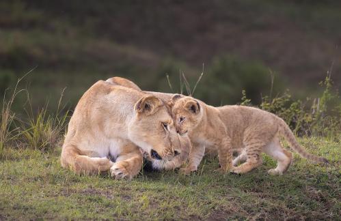 Love Connection