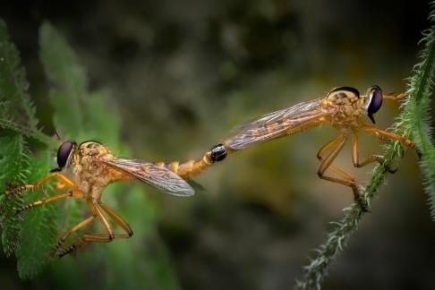 gadfly s spring