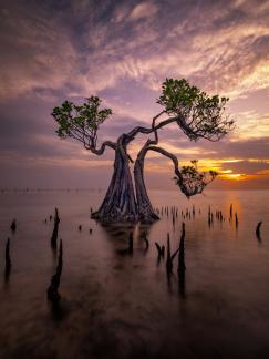 Dancing Tree at Dawn Sumba 001
