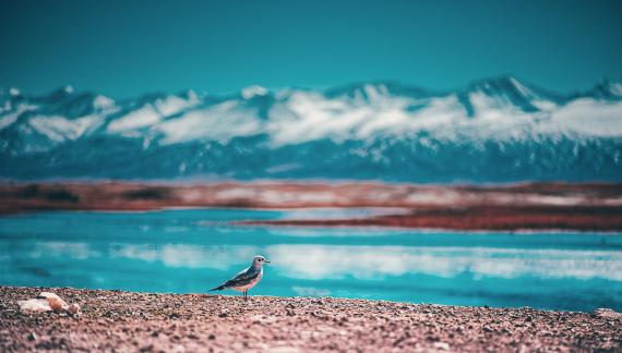 BIRD BY THE LAKE