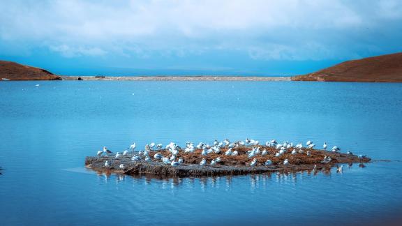 BIRD ISLAND