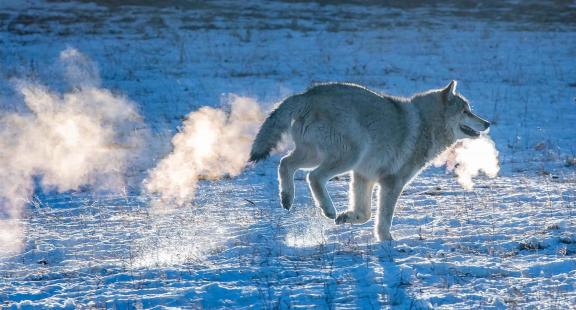 Prairie wolf galloping snowfield