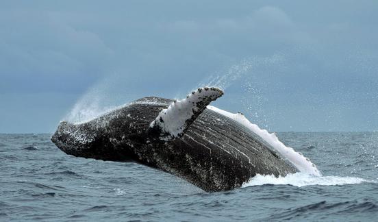 Hump Back Whale 101