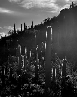 Giant Cactus In Silhouette