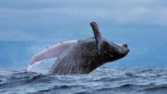 Hump Back Whale 102