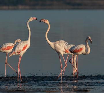 Arguing Flamingo