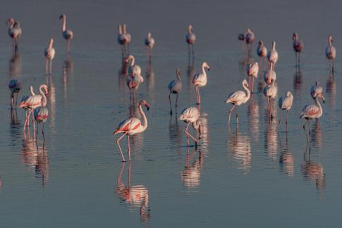 Flamingo pasture