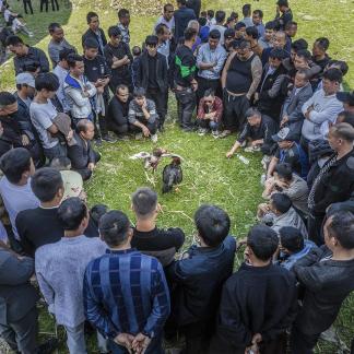 cockfighting