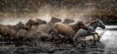 Horse treads autumn water