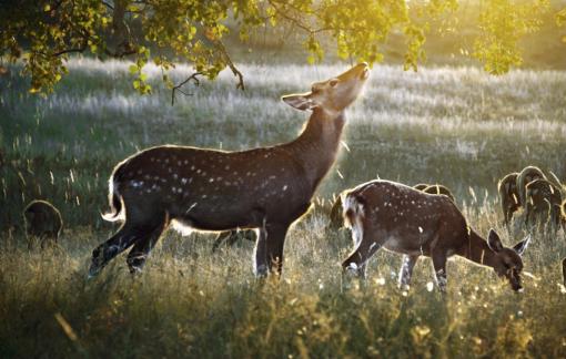 Morning feeding
