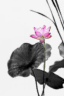 A delicate lotus