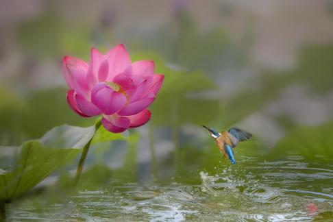 Kingfisher Lotus