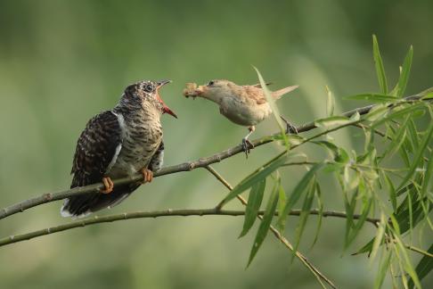 Great reed warbler feeding cuckoo 6