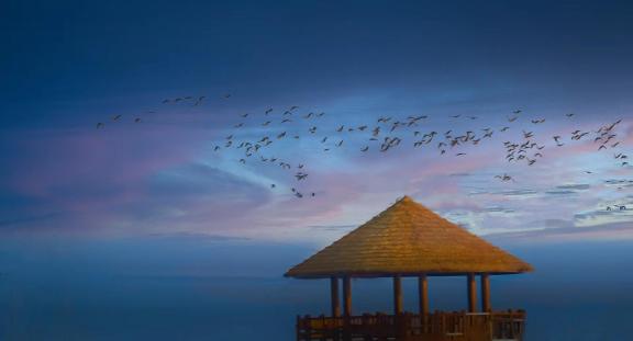 Wild geese fly south