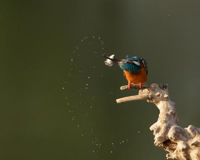 Kingfisher Catching Fish 2