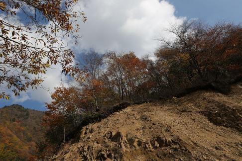 Mountain trees 5