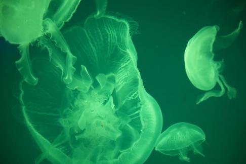 jellyfish 11