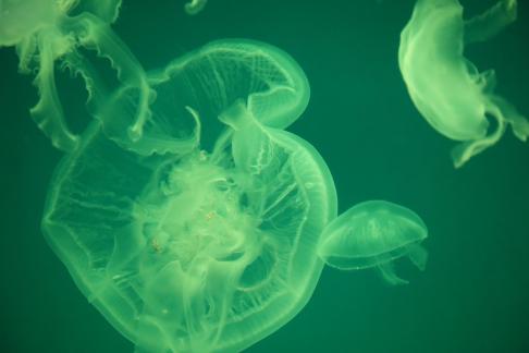 jellyfish 12
