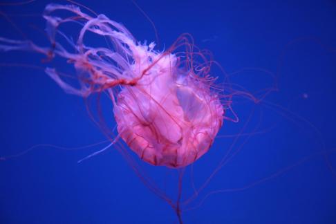jellyfish 14
