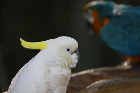 parrot 6