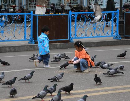 Feed the Peace Dove 1