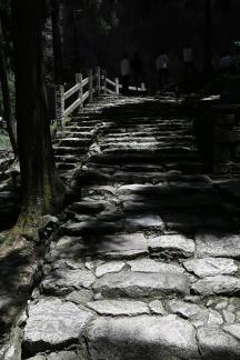Forest stone steps road 1