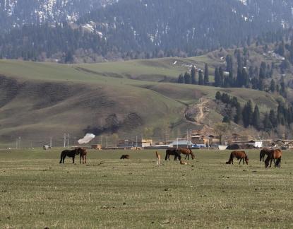 Dian Shang Pastoral Song 5