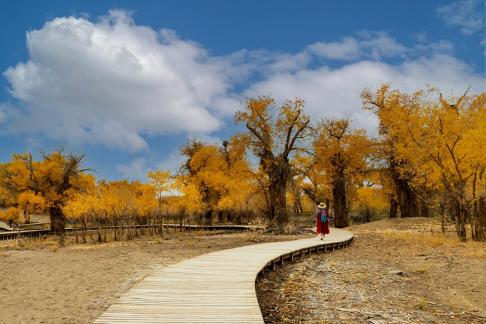 Take a stroll in the poplar forest
