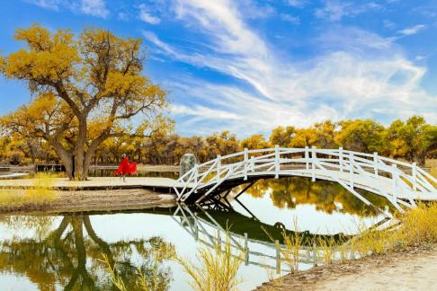 The Dance of the Poplar