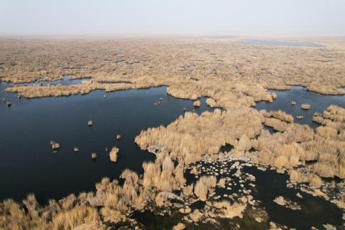 The vast expanse of reed marshes 1