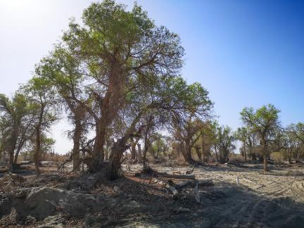 Desert tree shadow 1