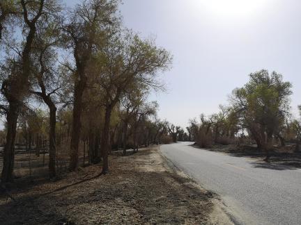 Desert tree shadow 3
