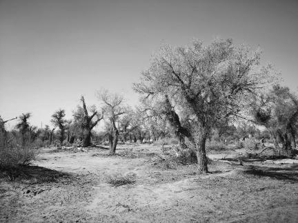 Desert tree shadow 8