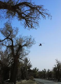 Desert tree shadow 10