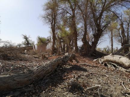 Desert residual branches 6