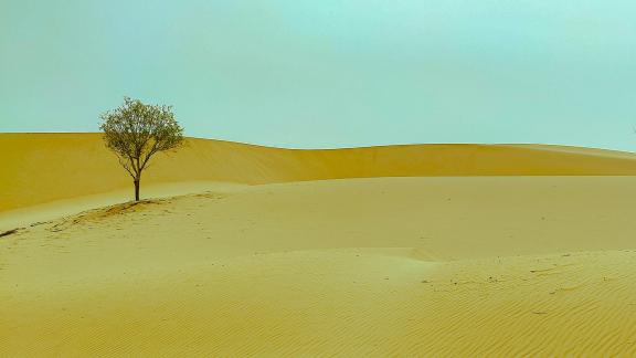 Plants in the Desert 1