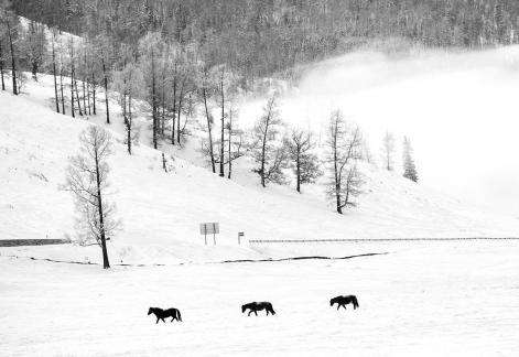 Horses in the Snow